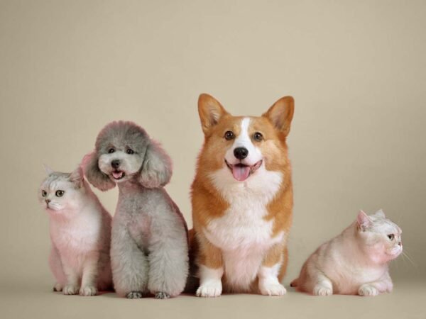 Sanación animales